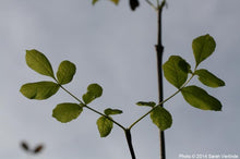 Load image into Gallery viewer, Fraxinus latifolia
