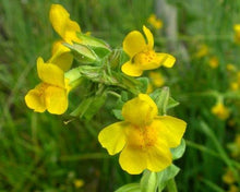 Load image into Gallery viewer, Erythranthe guttata
