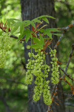 Load image into Gallery viewer, Acer macrophyllum
