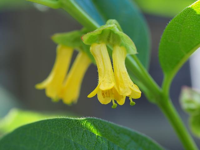 Lonicera involucrata