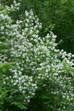 Load image into Gallery viewer, Philadelphus lewisii
