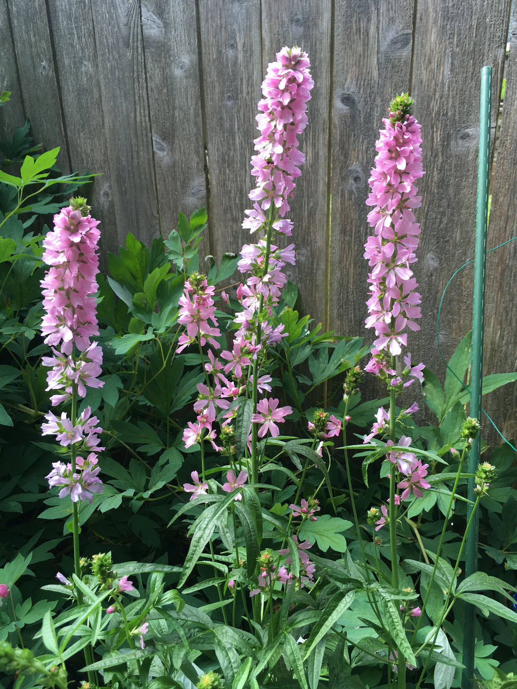 Sidalcea hendersonii