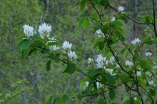 Load image into Gallery viewer, Amelanchier alnifolia
