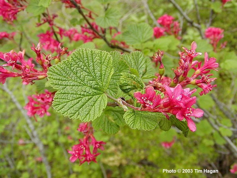 Ribes sanguineum