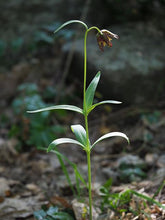 Load image into Gallery viewer, Fritillaria affinis
