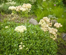 Load image into Gallery viewer, Eriogonum umbellatum
