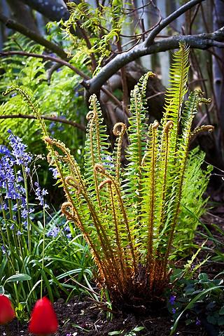 Polystichum munitum