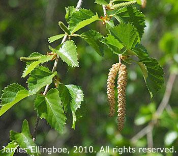 Alnus viridis