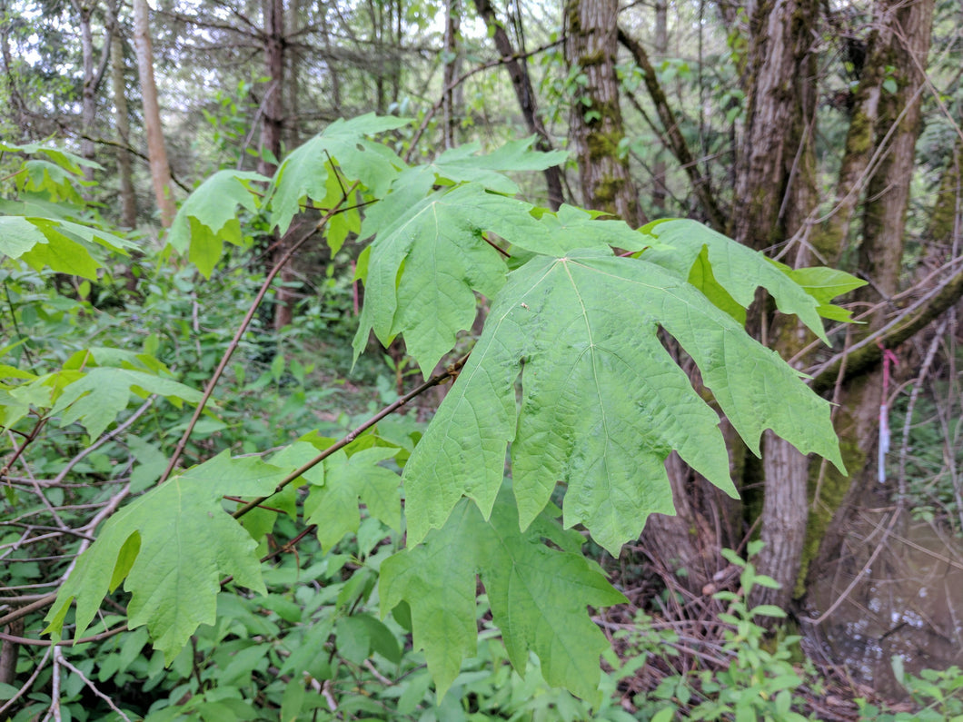 Acer macrophyllum