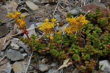 Load image into Gallery viewer, Sedum divergens
