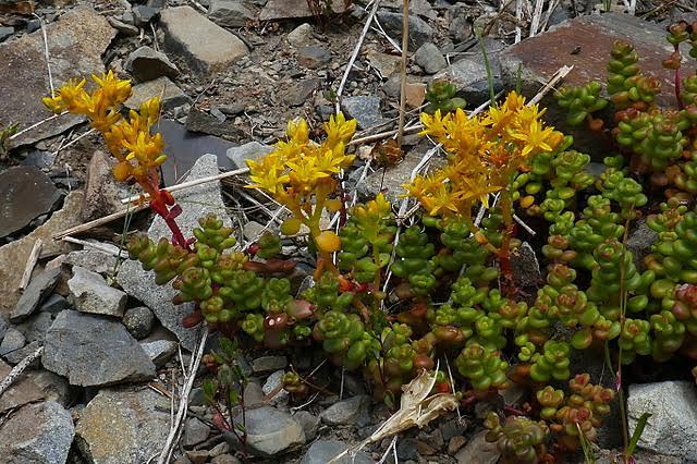 Sedum divergens