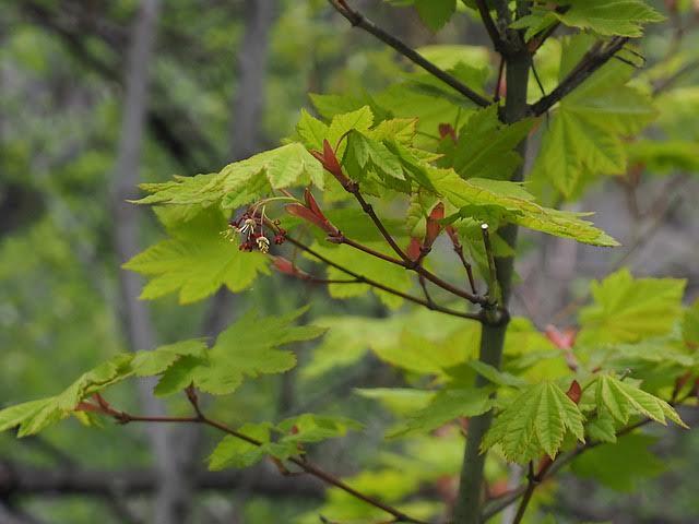 Acer circinatum