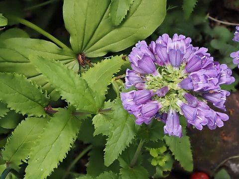 Penstemon serrulatus