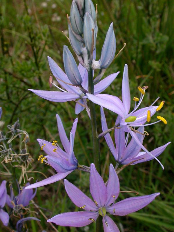 Camassia quamash