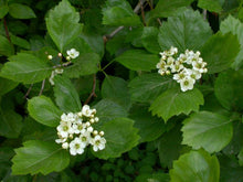 Load image into Gallery viewer, Crataegus douglasii
