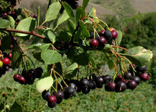 Load image into Gallery viewer, Crataegus douglasii
