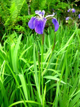 Load image into Gallery viewer, Iris setosa
