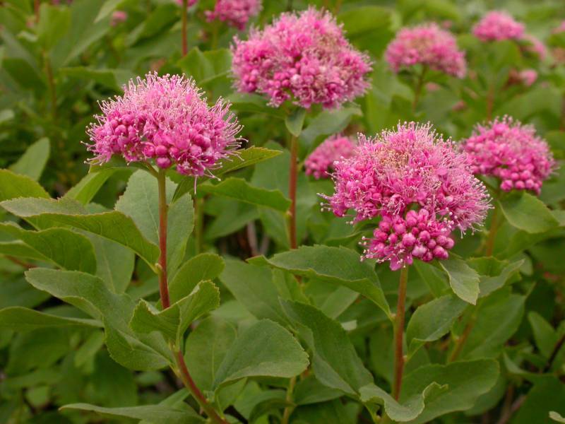 Spiraea splendens