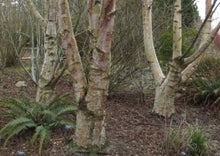 Load image into Gallery viewer, Betula papyrifera
