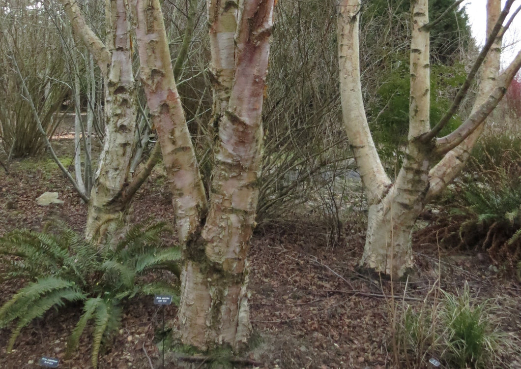 Betula papyrifera