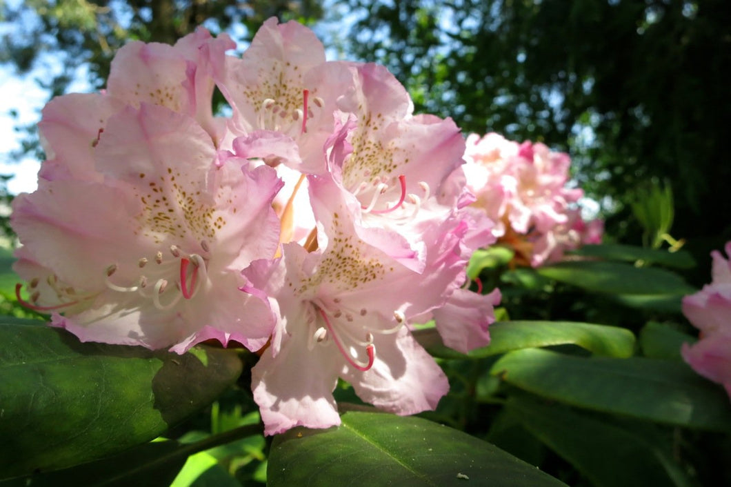 Rhododendron macrophyllum