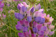 Load image into Gallery viewer, Lupinus rivularis
