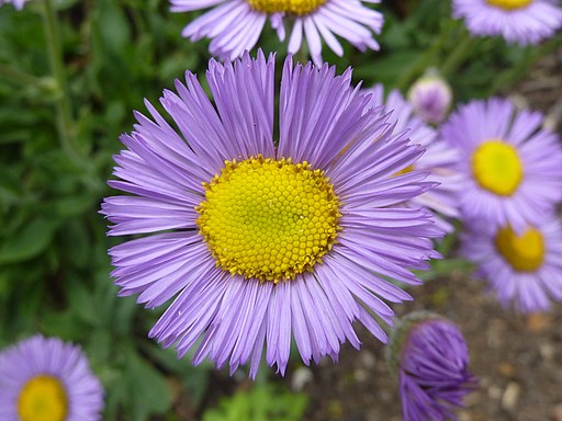 Erigeron speciosus