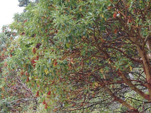 Load image into Gallery viewer, Arbutus menziesii
