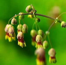 Load image into Gallery viewer, Thalictrum occidentale
