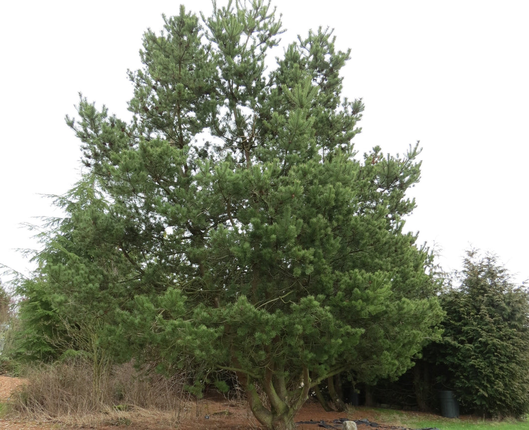 Pinus contorta var. contorta