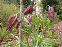 Load image into Gallery viewer, Fritillaria affinis
