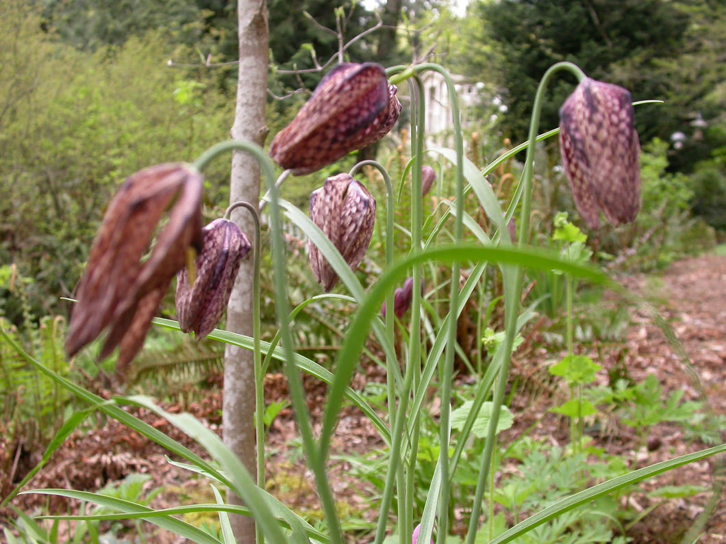 Fritillaria affinis