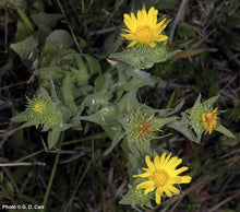 Load image into Gallery viewer, Grindelia integrifolia
