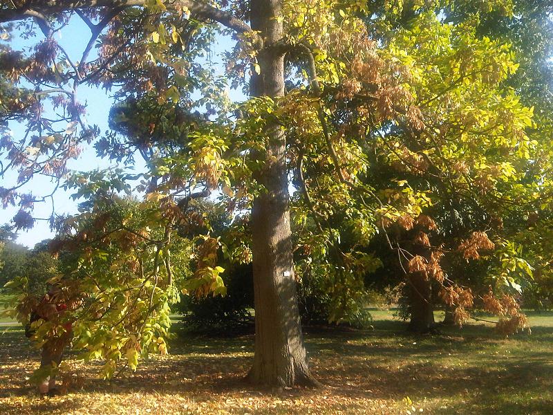 Fraxinus latifolia