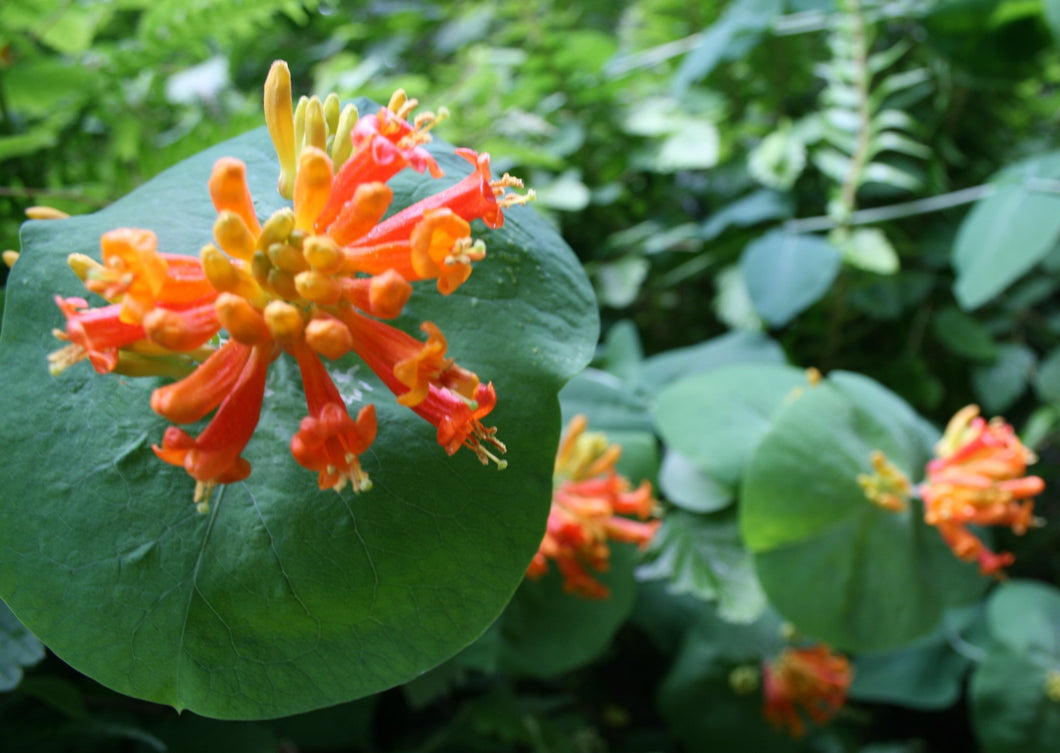 Lonicera ciliosa