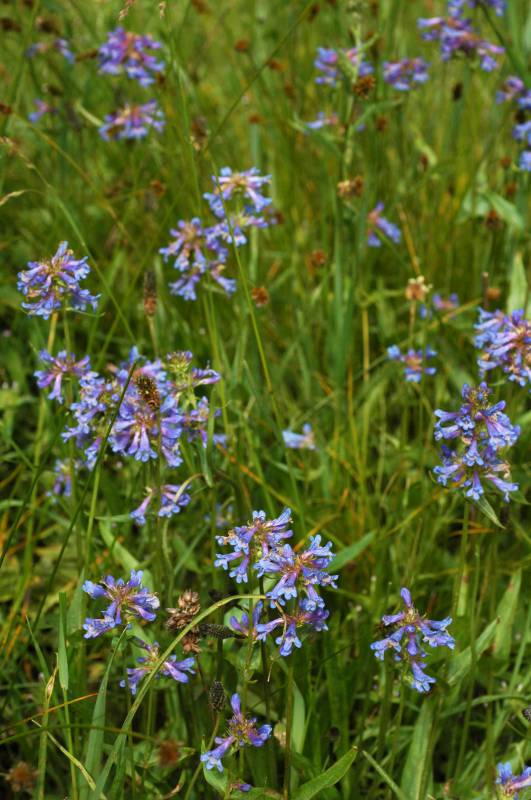 Penstemon rydbergii