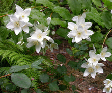 Load image into Gallery viewer, Philadelphus lewisii
