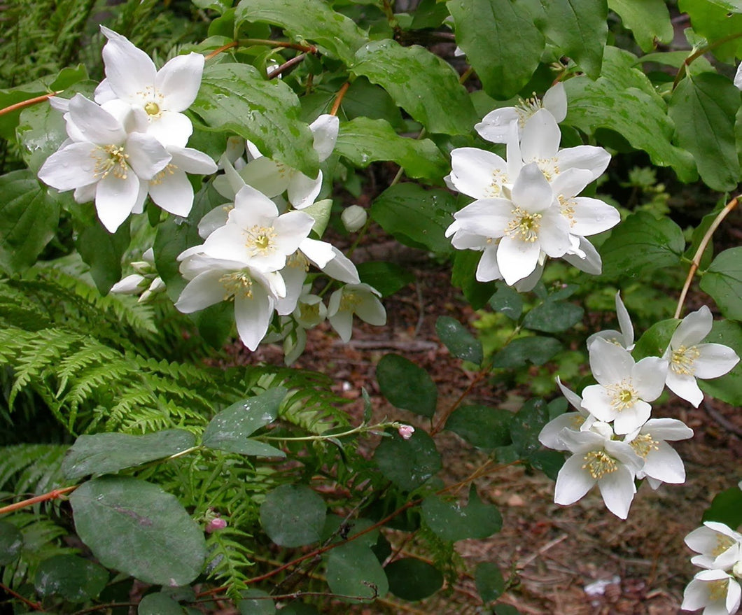 Philadelphus lewisii