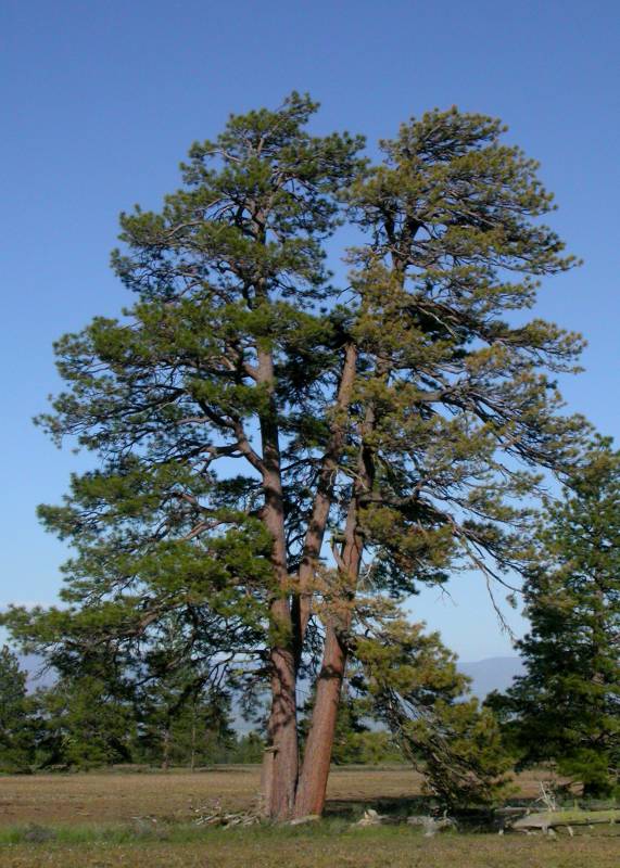 Pinus ponderosa