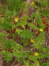 Load image into Gallery viewer, Potentilla anserina
