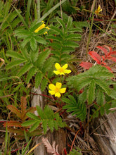 Load image into Gallery viewer, Potentilla anserina
