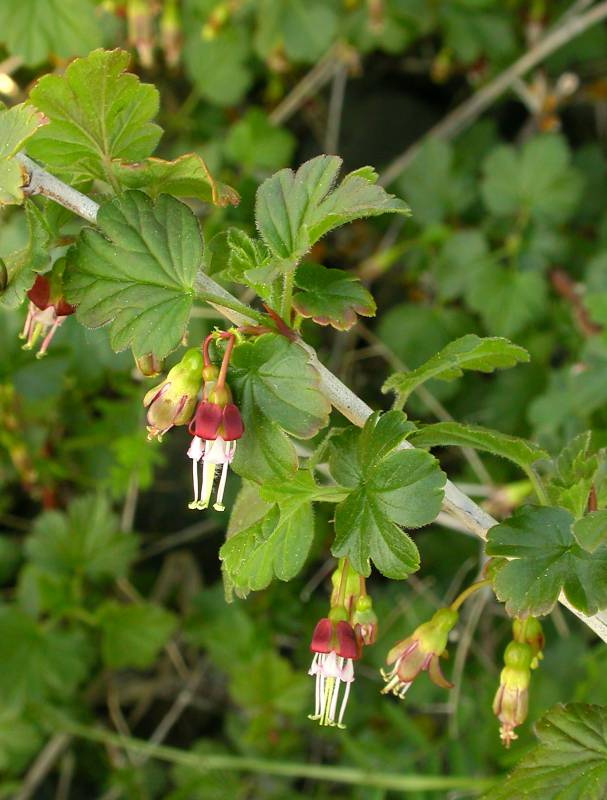 Ribes divaricatum