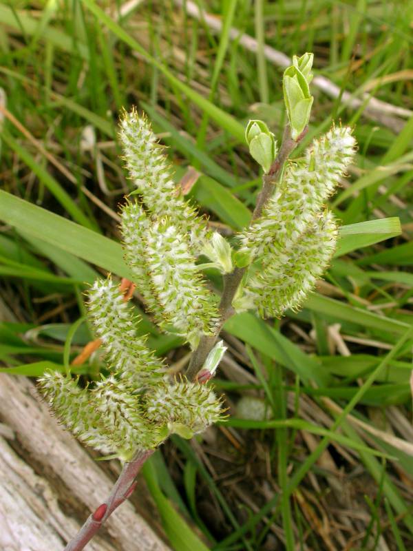 Salix hookeriana