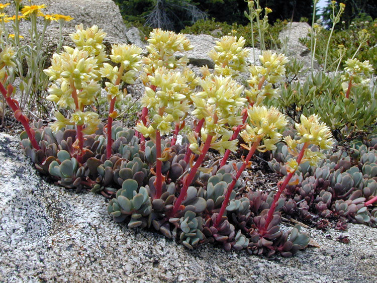 Sedum oregonense