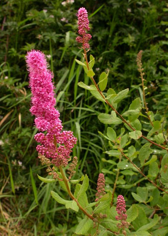 Spiraea douglasii