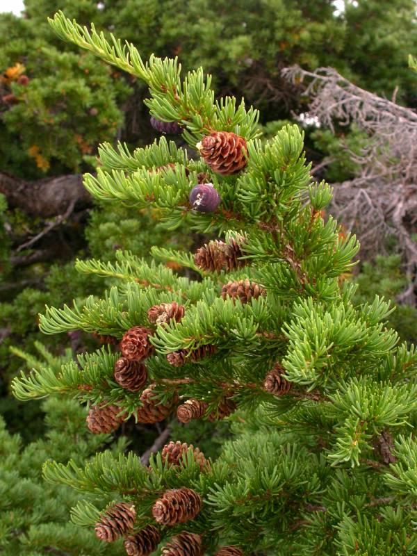 Tsuga mertensiana