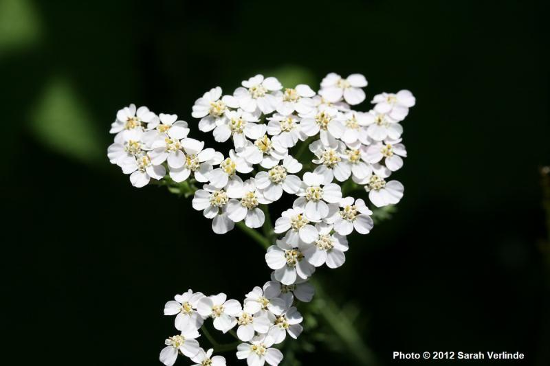 Achillea millefolium