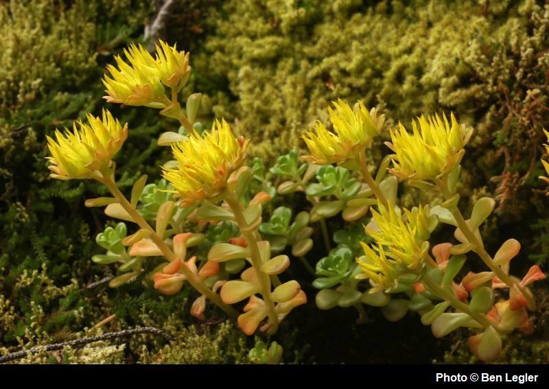 Sedum oreganum