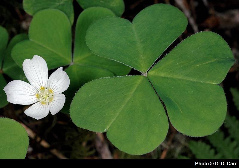 Oxalis oregana