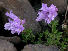 Load image into Gallery viewer, Penstemon fruticosus
